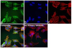 Invitrogen IQGAP1 Recombinant Rabbit Monoclonal Antibody (JG38-74) 100