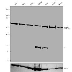 Invitrogen IQGAP1 Recombinant Rabbit Monoclonal Antibody (JG38-74) 100