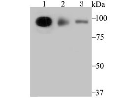 Invitrogen TNPO3 Recombinant Rabbit Monoclonal Antibody (JG38-77) 100 &mu;L;