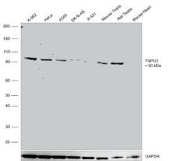 Invitrogen TNPO3 Recombinant Rabbit Monoclonal Antibody (JG38-77) 100 &mu;L;