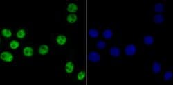 Invitrogen Bub3 Recombinant Rabbit Monoclonal Antibody (JG38-81) 100 &mu;L;