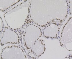 Invitrogen Bub3 Recombinant Rabbit Monoclonal Antibody (JG38-81) 100 &mu;L;