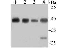 Invitrogen Bub3 Recombinant Rabbit Monoclonal Antibody (JG38-81) 100 &mu;L;