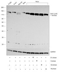 Invitrogen CAF1 p150 Recombinant Rabbit Monoclonal Antibody (JG38-98) 100