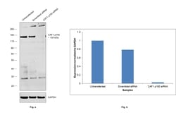 Invitrogen CAF1 p150 Recombinant Rabbit Monoclonal Antibody (JG38-98) 100