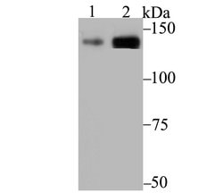 Invitrogen CAF1 p150 Recombinant Rabbit Monoclonal Antibody (JG38-98) 100