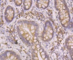 Invitrogen HYOU1 Recombinant Rabbit Monoclonal Antibody (JG39-11) 100 &mu;L;