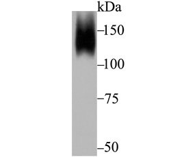 Invitrogen HYOU1 Recombinant Rabbit Monoclonal Antibody (JG39-11) 100 &mu;L;
