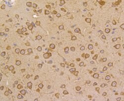 Invitrogen FKBP4 Recombinant Rabbit Monoclonal Antibody (JG96-30) 100 &mu;L | Buy Online | Invitrogen&trade; | Fisher Scientific