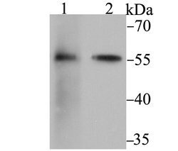 Invitrogen FKBP4 Recombinant Rabbit Monoclonal Antibody (JG96-30) 100 &mu;L | Buy Online | Invitrogen&trade; | Fisher Scientific