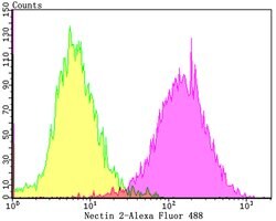 Invitrogen Nectin 2 Recombinant Rabbit Monoclonal Antibody (JG39-64) 100