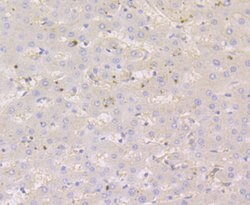 Invitrogen Nectin 2 Recombinant Rabbit Monoclonal Antibody (JG39-64) 100