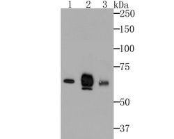 Invitrogen Nectin 2 Recombinant Rabbit Monoclonal Antibody (JG39-64) 100