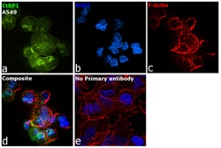 Invitrogen CtBP1 Recombinant Rabbit Monoclonal Antibody (JG39-73) 100 &mu;L;