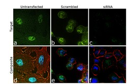 Invitrogen CtBP1 Recombinant Rabbit Monoclonal Antibody (JG39-73) 100 &mu;L;