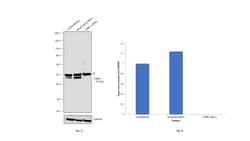 Invitrogen CtBP1 Recombinant Rabbit Monoclonal Antibody (JG39-73) 100 &mu;L;