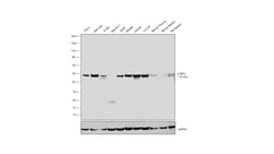 Invitrogen CtBP1 Recombinant Rabbit Monoclonal Antibody (JG39-73) 100 &mu;L;