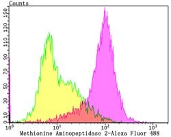 Invitrogen METAP2 Recombinant Rabbit Monoclonal Antibody (JG39-79) 100 &mu;L | Buy Online | Invitrogen&trade; | Fisher Scientific