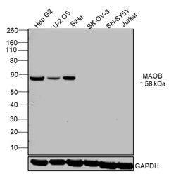 Invitrogen Monoamine Oxidase B Recombinant Rabbit Monoclonal Antibody (JG39-97)