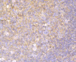 Invitrogen Mgea5 Recombinant Rabbit Monoclonal Antibody (JG40-05) 100 &mu;L;