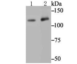 Invitrogen Mgea5 Recombinant Rabbit Monoclonal Antibody (JG40-05) 100 &mu;L;