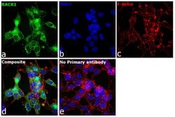 Invitrogen RACK1 Recombinant Rabbit Monoclonal Antibody (JG40-26) 100 &mu;L;