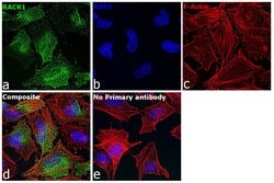 Invitrogen RACK1 Recombinant Rabbit Monoclonal Antibody (JG40-26) 100 &mu;L;