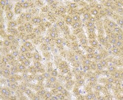 Invitrogen RACK1 Recombinant Rabbit Monoclonal Antibody (JG40-26) 100 &mu;L;