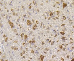 Invitrogen RACK1 Recombinant Rabbit Monoclonal Antibody (JG40-26) 100 &mu;L;