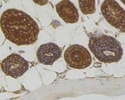 Invitrogen RACK1 Recombinant Rabbit Monoclonal Antibody (JG40-26) 100 &mu;L;