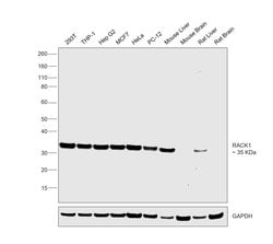 Invitrogen RACK1 Recombinant Rabbit Monoclonal Antibody (JG40-26) 100 &mu;L;