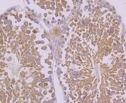 Invitrogen FAAH Recombinant Rabbit Monoclonal Antibody (JG43-07) 100 &mu;L;