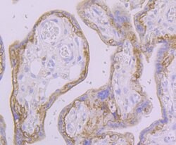Invitrogen FAAH Recombinant Rabbit Monoclonal Antibody (JG43-07) 100 &mu;L;