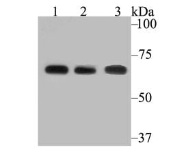 Invitrogen FAAH Recombinant Rabbit Monoclonal Antibody (JG43-07) 100 &mu;L;