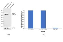 Invitrogen BRD2 Recombinant Rabbit Monoclonal Antibody (JG40-42) 100 &mu;L;