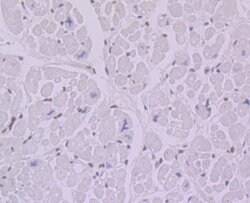 Invitrogen BANF1 Recombinant Rabbit Monoclonal Antibody (JG40-43) 100 &mu;L | Buy Online | Invitrogen&trade; | Fisher Scientific