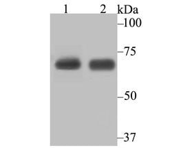 Invitrogen KARS Recombinant Rabbit Monoclonal Antibody (JE40-55) 100 &mu;L;