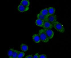 Invitrogen DIAPH1 Recombinant Rabbit Monoclonal Antibody (JE40-59) 100