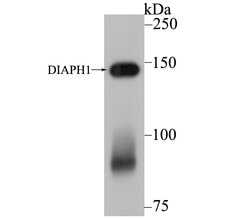 Invitrogen DIAPH1 Recombinant Rabbit Monoclonal Antibody (JE40-59) 100