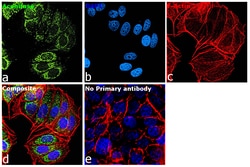 Invitrogen Aconitase 2 Recombinant Rabbit Monoclonal Antibody (JE40-83)