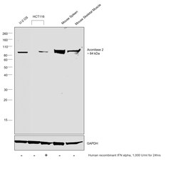 Invitrogen Aconitase 2 Recombinant Rabbit Monoclonal Antibody (JE40-83)