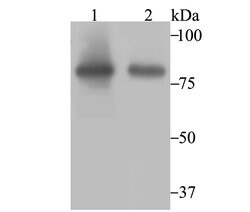 Invitrogen Aconitase 2 Recombinant Rabbit Monoclonal Antibody (JE40-83)