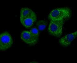 Invitrogen FIS1 Recombinant Rabbit Monoclonal Antibody (JE40-90) 100 &mu;L;