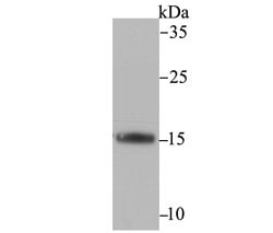 Invitrogen FIS1 Recombinant Rabbit Monoclonal Antibody (JE40-90) 100 &mu;L;