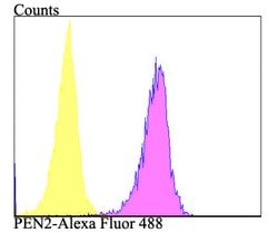 Invitrogen PEN2 Recombinant Rabbit Monoclonal Antibody (JE41-28) 100 &mu;L;