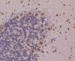 Invitrogen PEN2 Recombinant Rabbit Monoclonal Antibody (JE41-28) 100 &mu;L;