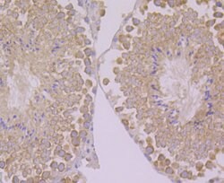 Invitrogen PEN2 Recombinant Rabbit Monoclonal Antibody (JE41-28) 100 &mu;L;
