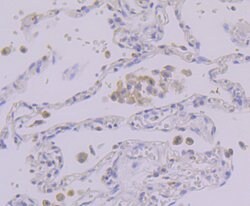 Invitrogen PEN2 Recombinant Rabbit Monoclonal Antibody (JE41-28) 100 &mu;L;