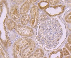 Invitrogen PEN2 Recombinant Rabbit Monoclonal Antibody (JE41-28) 100 &mu;L;