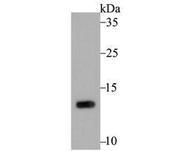 Invitrogen PEN2 Recombinant Rabbit Monoclonal Antibody (JE41-28) 100 &mu;L;